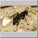 Anoplius nigerrimus - Wegwespe w01b 10mm OS-Hasbergen-Lehmhuegel-det.jpg